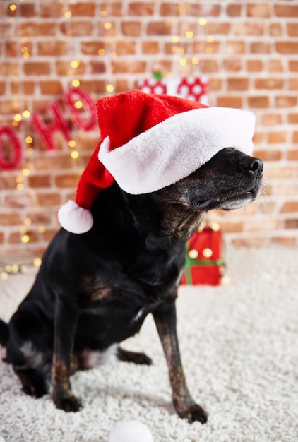 Playful dog wearing a santa hat