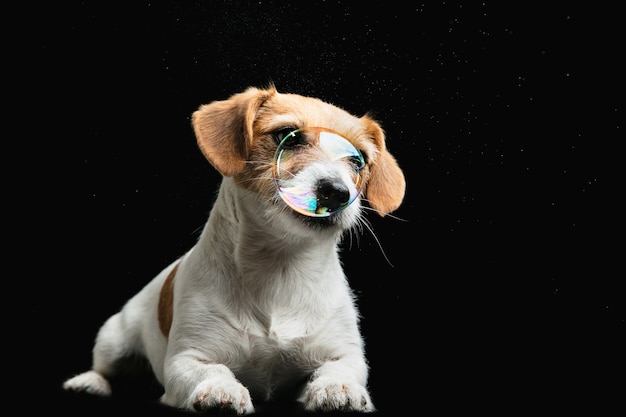 中世の貴族のようなワイマラナー犬のスタジオショット 彼の王国の王子や王のような肘掛け椅子に自信を持って誇りに思っているペット おなじみのポートレートのように 時代の比較の概念 ペットが大好きです プレミアム写真 中世の貴族のようなワイマラナー犬のスタジオショット 彼の王国の王子や王のような肘掛け椅子に自信を持って誇りに思っているペット おなじみのポートレートのように 時代の比較の概念 ペットが大好きです プレミアム写真
