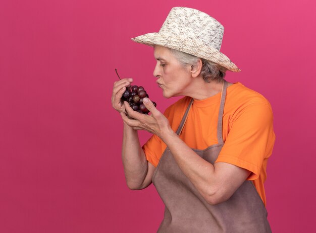 Pleased elderly female gardener wearing gardening hat holding and pretending to kiss bunch of grapes on pink