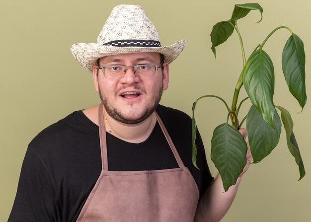 オリーブグリーンの壁に分離された植物を保持しているガーデニング帽子をかぶって喜んで若い男性の庭師