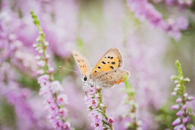 Маленькая бабочка Plebejus argus на цветке