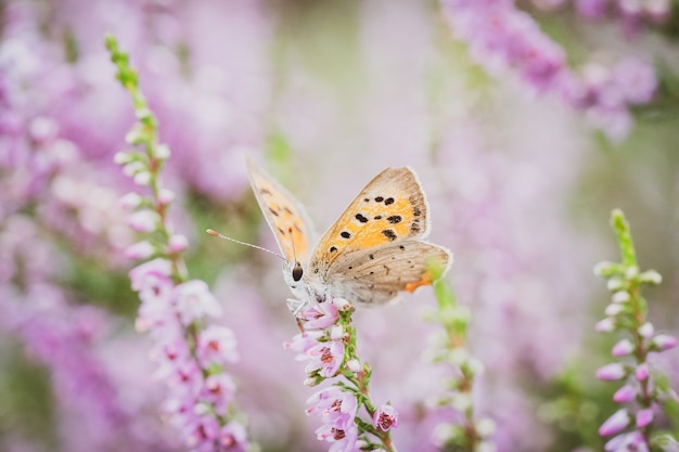 Бесплатное фото Маленькая бабочка plebejus argus на цветке