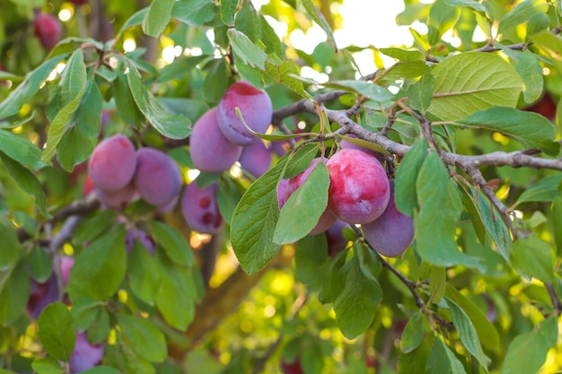 Plum branch with juicy fruits , sunlight, plum garden.