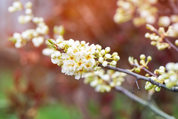 Plum tree branch blossoms in the garden.