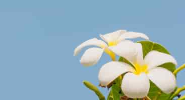 Free photo plumeria on its tree over blue sky background