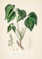 Foto gratuita illustrazione di edera velenosa (rhus toxicodendron) dalla botanica medica (1836)