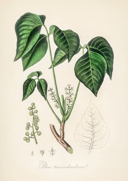 의료 식물학에서 독 아이비 (Rhus toxicodendron) 그림 (1836)