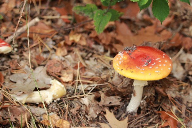 Poisonous red mushroom with a white stem and white dots on the ground in the forest