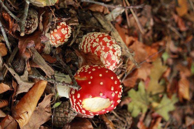 Poisonous red mushrooms with a white stem and white dots on the ground in the forest