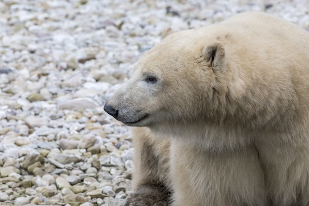 Polar bear in its natural habitat