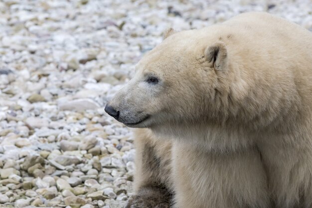 자연 서식지의 북극곰