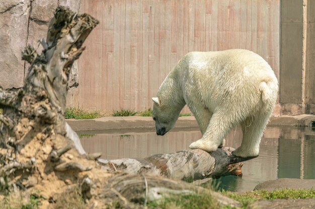 Polar bear standing on a tree branch surrounded by water under sunlight in a zoo