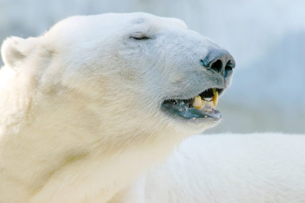 Polar bear with closed eyes lying on the ground under the sunlight