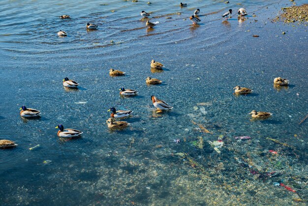 Загрязнение рек и морей пластиковыми отходами и мусором утки плавают в загрязненном отходами водоеме риск для жизни и благополучия экосистем день заботы о земле
