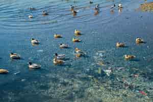 Free photo pollution of rivers and seas with plastic waste and garbage ducks swim in a reservoir polluted with waste the risk of life and the wellbeing of ecosystems a day to care for the earth