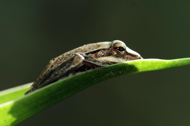 Free photo polypedates leucomystax sleeping on green leaves