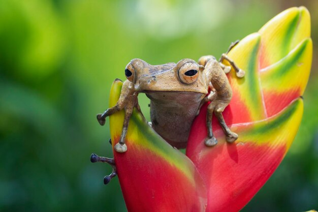 Polypedates otilophus closeup on red bud Polypedates otilophus front view animal closeup