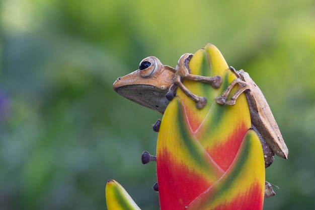 붉은 꽃 봉오리에 Polypedates otilophus 근접 촬영 Polypedates otilophus 전면보기 동물 근접 촬영