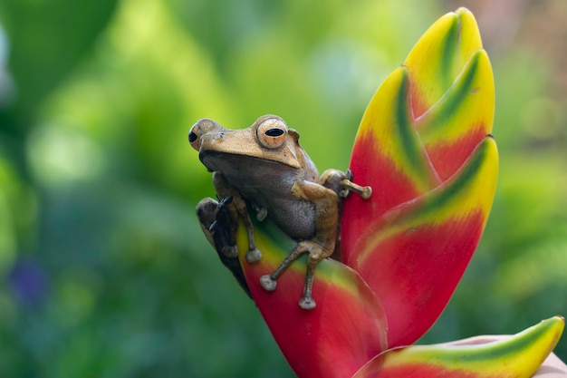 빨간 꽃 봉오리에 Polypedates otilophus 근접 촬영