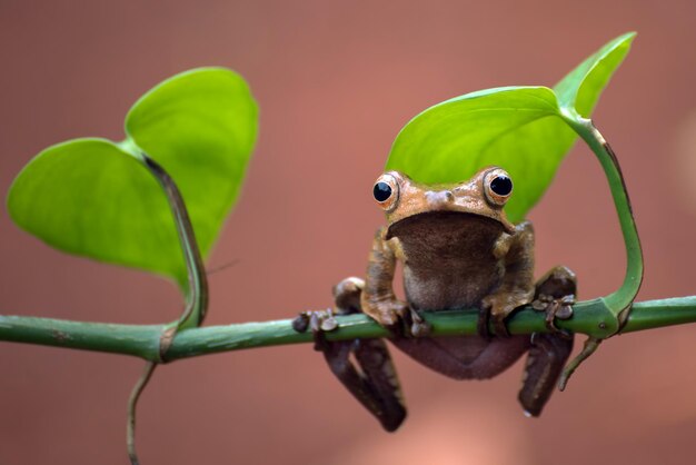 Polypedates otilophus сидит на ветке