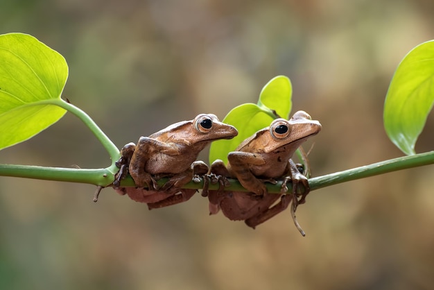 Polypedates otilophus сидит на зеленой ветке