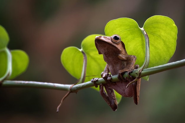 녹색 가지에 앉아 있는 Polypedates otilophus