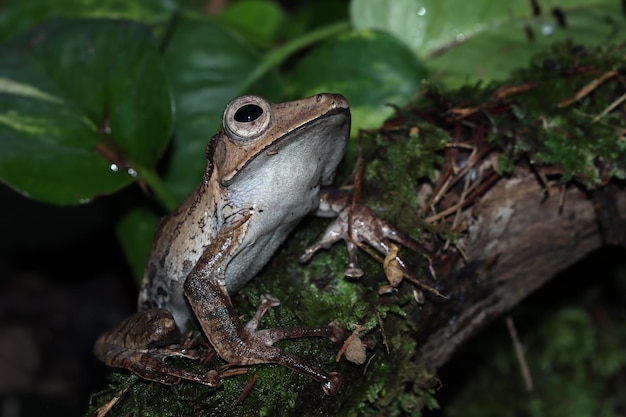 Free photo polypedates otilophus sitting on leaves