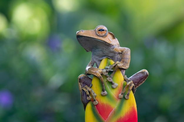 Free photo polypedates otilophus sitting on leaves