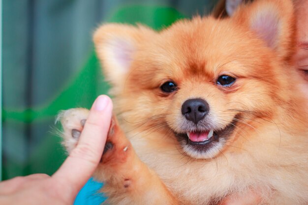 ポメラニアン犬はとてもかわいい 美しいポメラニアン犬の笑顔 プレミアム写真
