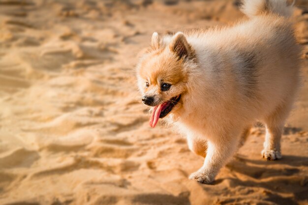 Pomeranian dog walking on the beach