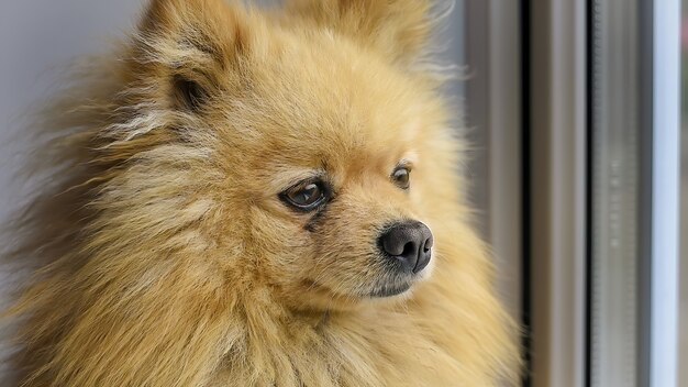 A pomeranian dog with yellow fur looking through the window