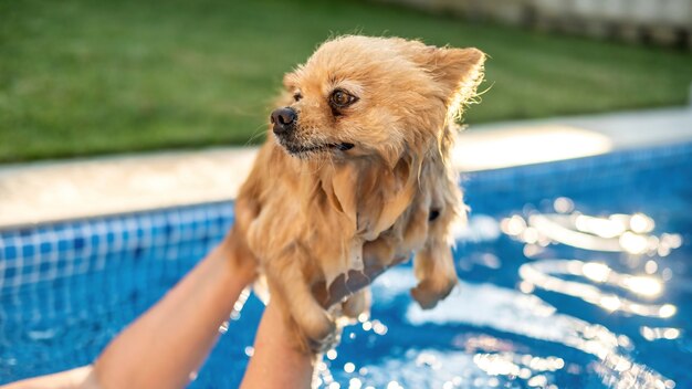 Pomeranian in the owner's hands in a pool