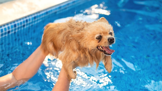 Pomeranian in the owner's hands in a pool