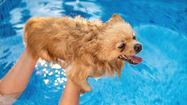 Pomeranian in the owner's hands in a pool