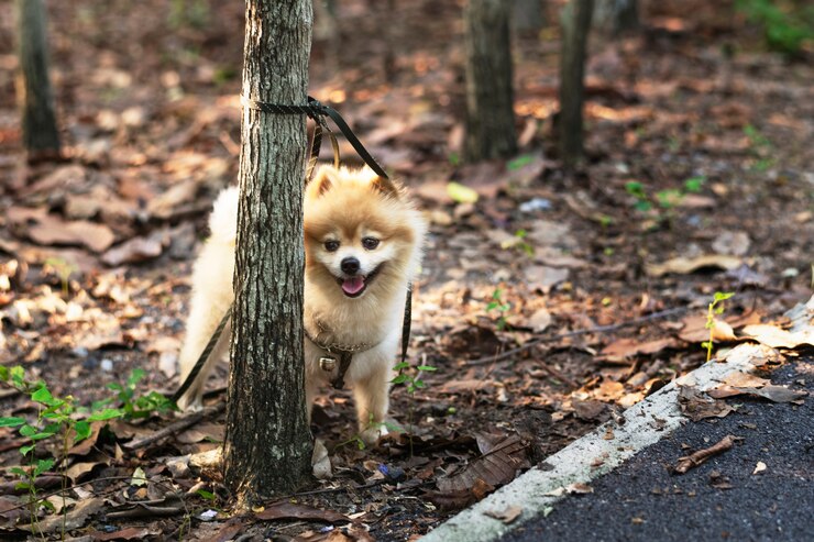 無料Photo 彼の所有者を待っているポメラニア人