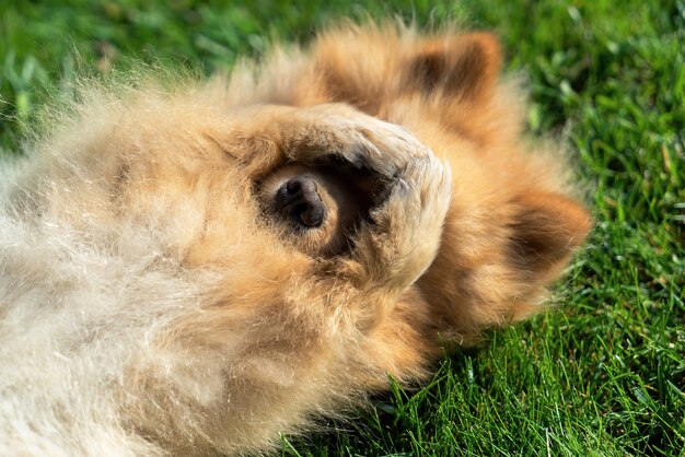 Pomeranian with yellow fur lying on the grass on it's back