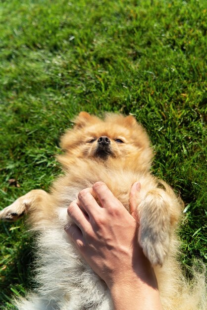 Pomeranian with yellow fur lying on the grass on it's back