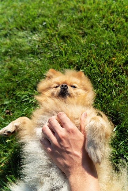 Pomeranian with yellow fur lying on the grass on it's back