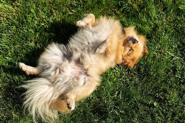 Pomeranian with yellow fur lying on the grass on it’s back