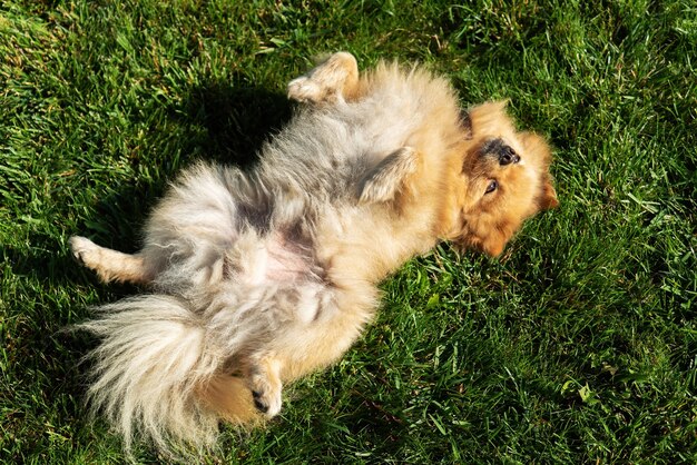 Pomeranian with yellow fur lying on the grass on it's back