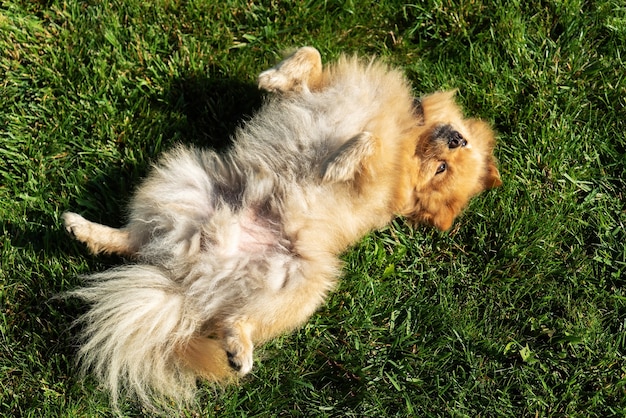 Померанский шпиц с желтым мехом, лежащий на траве на спине