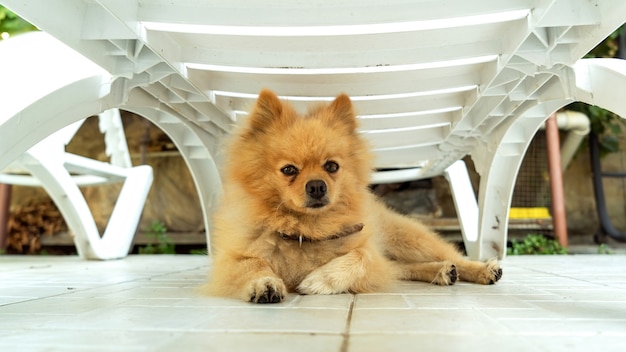 Free photo pomeranian with yellow fur lying under the sun lounger