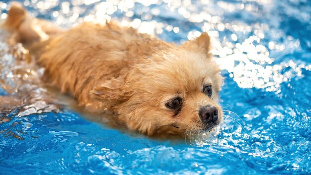 Pomeranian with yellow fur swimming in a pool