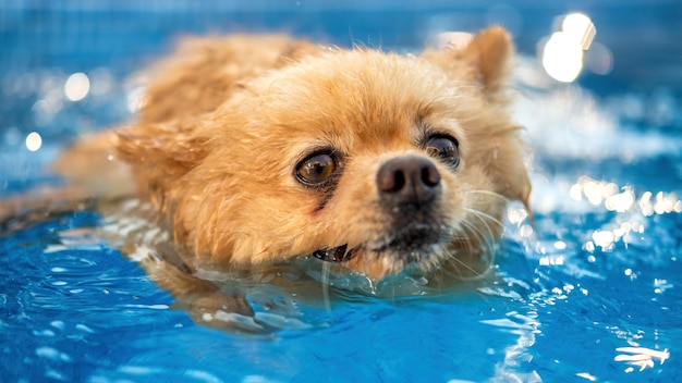 Pomeranian with yellow fur swimming in a pool