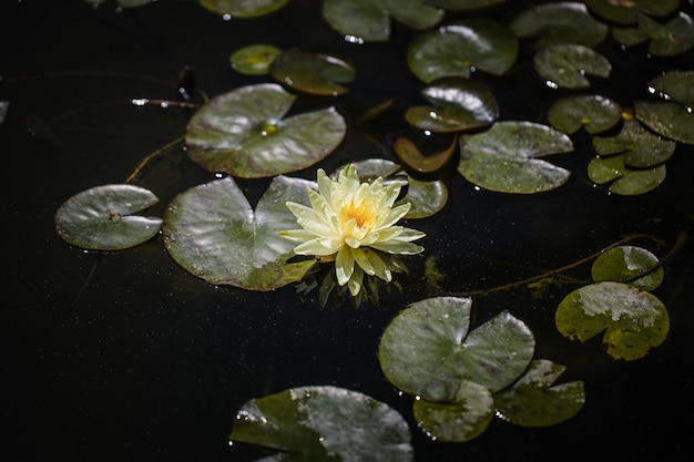 연못 백합 꽃