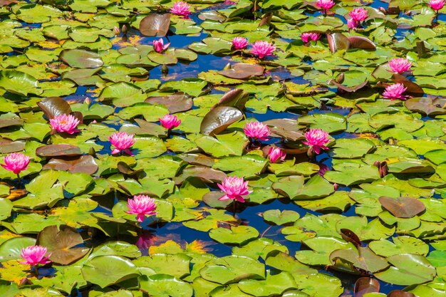 Pond with pink sacred lotus flowers and green leaves