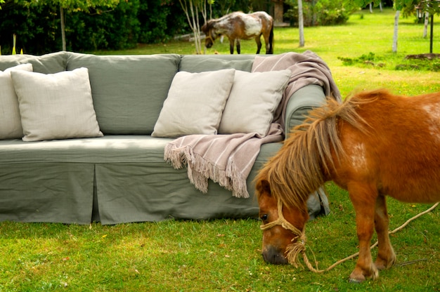 Free photo pony grazing in the meadow