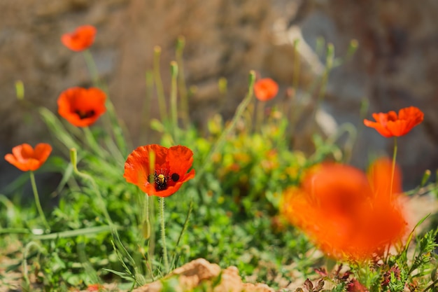 Poppies blooming red poppies in a clearing beautiful spring flowers with selective blur soft focus red floral design or frame