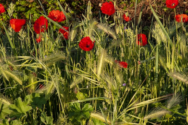 Poppy field surrounded by greenery under sunlight with a blurry background