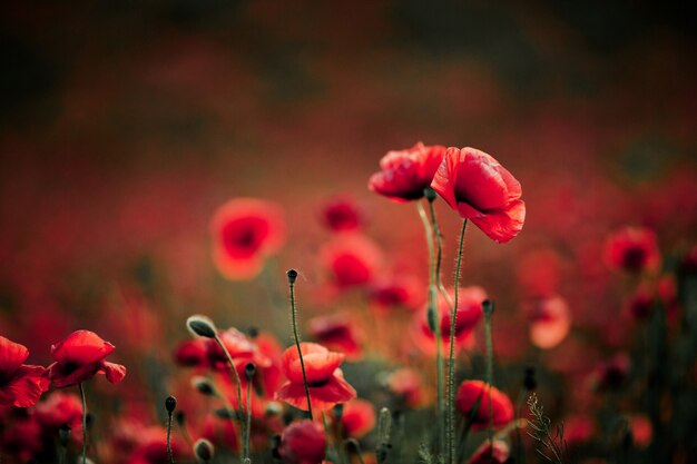 Poppy flowers in summer